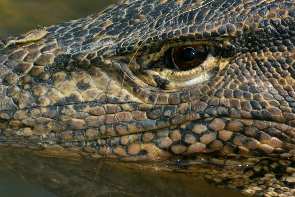 Đây là loài được bảo vệ ở Thái Lan, nên số lượng của chúng phát triển mạnh.(Ảnh: Flickr)