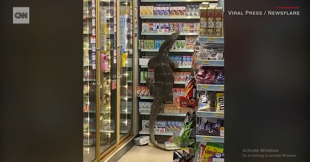 Trước đó, một con kỳ đà hoa khổng lồ đã gây náo loạn tại một cửa hàng tiện lợi 7-Eleven ở ngoại ô Bangkok, Thái Lan, khi nó bò vào từ một con kênh gần đó. (Ảnh cắt từ clip)