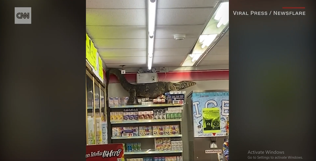 Con vật đã trèo lên kệ hàng, làm đổ nhiều hộp sữa, khiến khách hàng vừa sợ hãi vừa thích thú. Nhân viên cửa hàng phải gọi cảnh sát và chuyên gia bò sát để bắt và thả con kỳ đà ra bụi rậm gần đó.(Ảnh cắt từ clip)