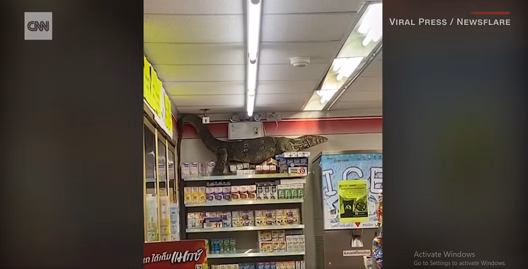 Con vật đã trèo lên kệ hàng, làm đổ nhiều hộp sữa, khiến khách hàng vừa sợ hãi vừa thích thú. Nhân viên cửa hàng phải gọi cảnh sát và chuyên gia bò sát để bắt và thả con kỳ đà ra bụi rậm gần đó.(Ảnh cắt từ clip)