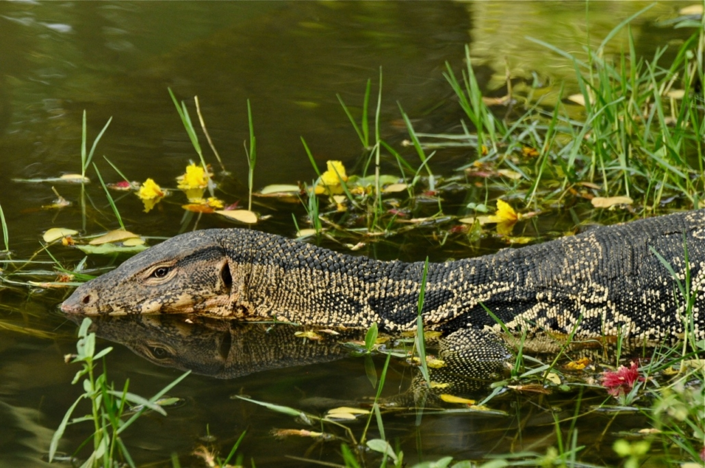 Chúng hoạt động ban đêm, leo trèo giỏi và có thể lặn lâu.(Ảnh: IUCN SSC MONITOR LIZARD)