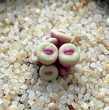 Cây này gây ấn tượng với ngoại hình độc đáo, đặc biệt là hình dáng đôi môi hồng quyến rũ, khiến nhiều người nhầm tưởng là sản phẩm của AI nhưng thực tế hoàn toàn có thật.(Ảnh: eBay)