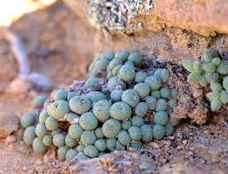 Conophytum pageae thích môi trường khô mát và không ưa ánh nắng trực tiếp. Đất thích hợp cho loại cây này cần làm từ hỗn hợp của cát sông, mùn lá và đất sét đỏ.(Ảnh: iNaturalist)