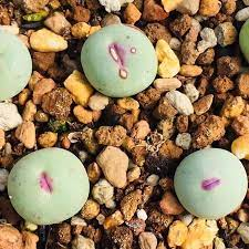 Đây là một hiện tượng thiên nhiên thú vị và nhiều người thích thú sưu tầm loại cây này để tạo không gian mới lạ trong bộ sưu tập cây cảnh của họ.(Ảnh: emeraldwebhost)