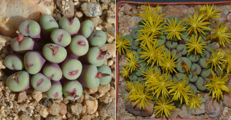 Conophytum pageae khác nhau về màu sắc, từ xám, xanh lục đến xanh lam, và có hoa mọc đơn hoặc theo nhóm, đường kính khoảng 1,5 cm với cánh hoa giống hoa cúc. (Ảnh: World of Succulents)