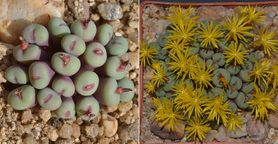 Conophytum pageae khác nhau về màu sắc, từ xám, xanh lục đến xanh lam, và có hoa mọc đơn hoặc theo nhóm, đường kính khoảng 1,5 cm với cánh hoa giống hoa cúc. (Ảnh: World of Succulents)