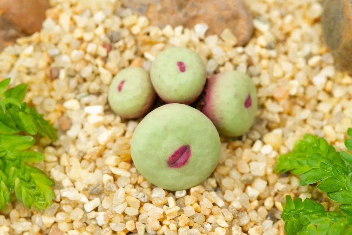 Conophytum pageae, một loại cây thuộc họ phiên hạnh, gần giống như sen đá, có nguồn gốc từ Cape Province của Nam Phi và nam Namibia. (Ảnh: Nature of Home)