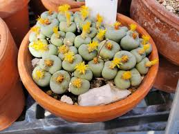 Việc chăm sóc cây có hình dáng giống khuôn mặt người này tương tự như chăm sóc sen đá, đặc biệt cần lưu ý tránh ánh nắng trực tiếp.(Ảnh: Reddit)