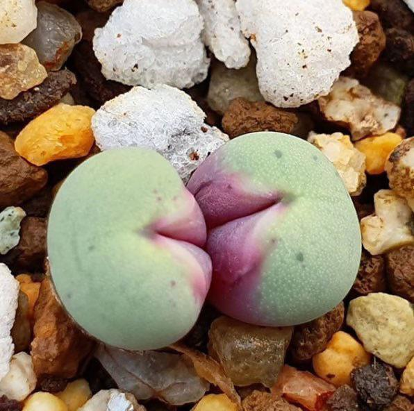 Loài cây này thường sinh trưởng thành cụm hoặc thành chùm, với lá thịt hình cầu nối nhau ở gốc và có lỗ nhỏ lõm ở trung tâm, trông giống đôi môi người.(Ảnh: Reddit)