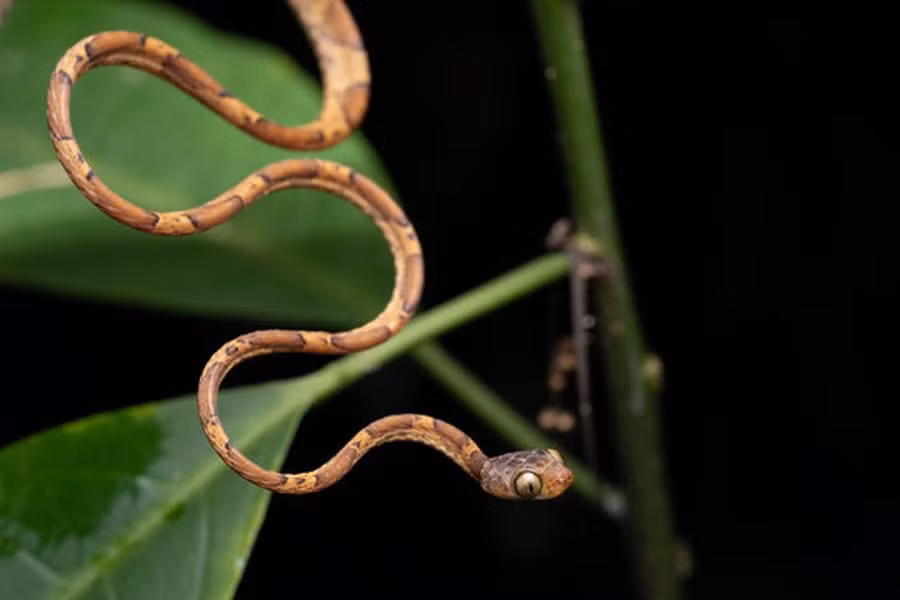 Rắn này thường hoạt động vào ban đêm và thích săn mồi nhỏ như thằn lằn và thỉnh thoảng là rắn.(Ảnh: ANTĐ)