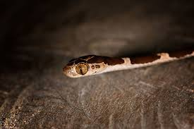 Chúng thường dài khoảng 1m và sống trên cây, dễ dàng di chuyển từ nhánh cây này sang nhánh khác.(Ảnh: JungleDragon)