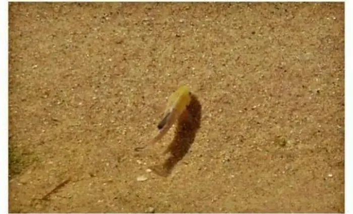 Cá nhộng lỗ quỷ là loài cá cực kỳ quý hiếm, sống tại Hố Quỷ ở Thung lũng Chết, Mỹ, với số lượng từng giảm xuống chỉ còn 37 cá thể vào năm 2016. (Ảnh: DNVN)