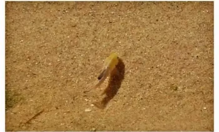 Cá nhộng lỗ quỷ là loài cá cực kỳ quý hiếm, sống tại Hố Quỷ ở Thung lũng Chết, Mỹ, với số lượng từng giảm xuống chỉ còn 37 cá thể vào năm 2016. (Ảnh: DNVN)