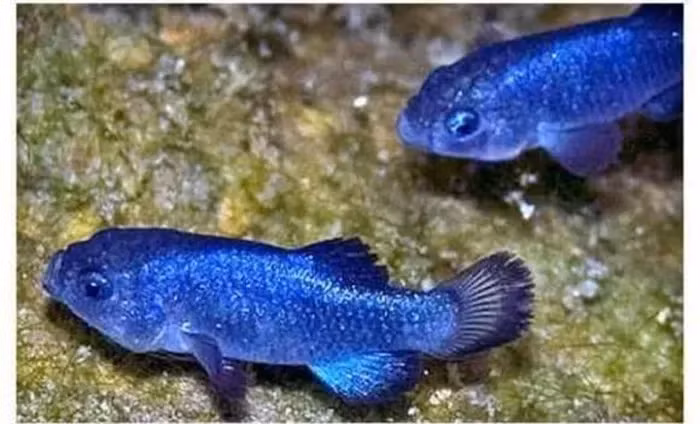 Một trận lũ năm 2004 và hành vi phá hoại năm 2016 đã khiến quần thể cá giảm mạnh.(Ảnh: DNVN)