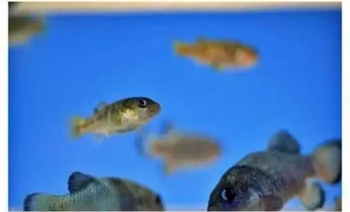 Dù gặp nhiều thách thức, nỗ lực bảo tồn đã thành công khi số lượng cá tăng lên 175 cá thể vào năm 2022. (Ảnh: DNVN)