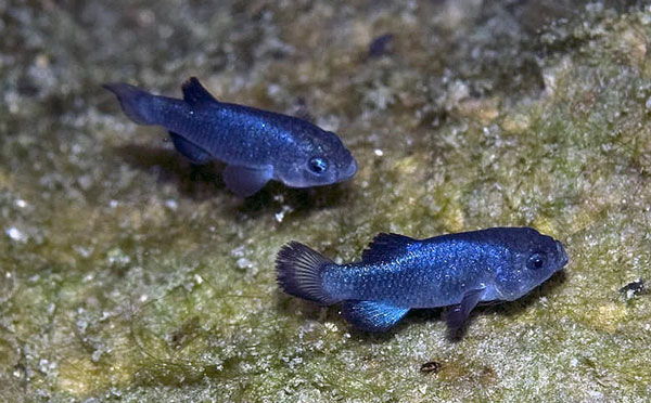 Cá nhộng lỗ quỷ trở thành biểu tượng cho nỗ lực bảo vệ các loài động vật cực kỳ nguy cấp trên thế giới. (Ảnh: khoahoc.tv)