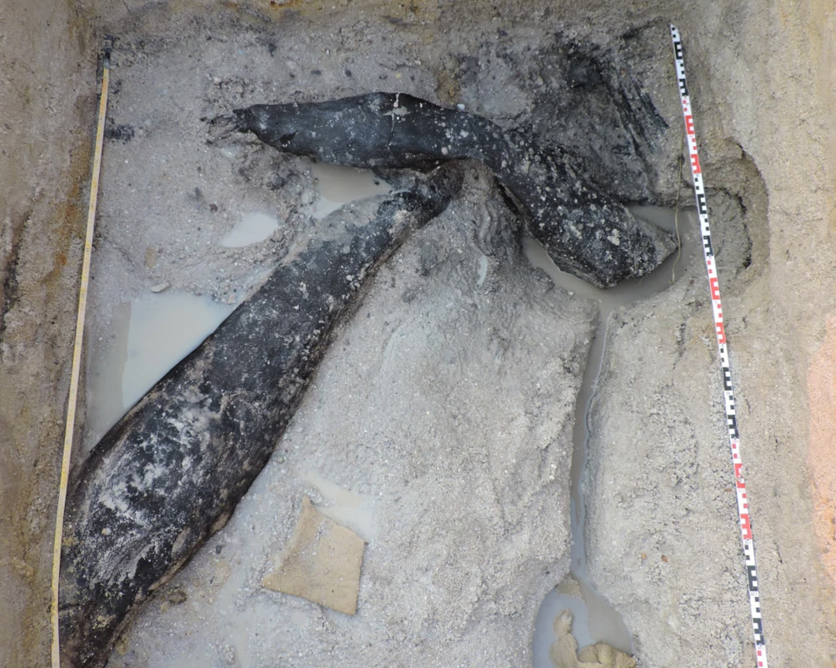 Năm 2023, các nhà khảo cổ học phát hiện hai khúc gỗ có niên đại gần 500.000 năm tại sông Kalambo, Zambia, gần Thác Kalambo. (Ảnh: Sci.News) 