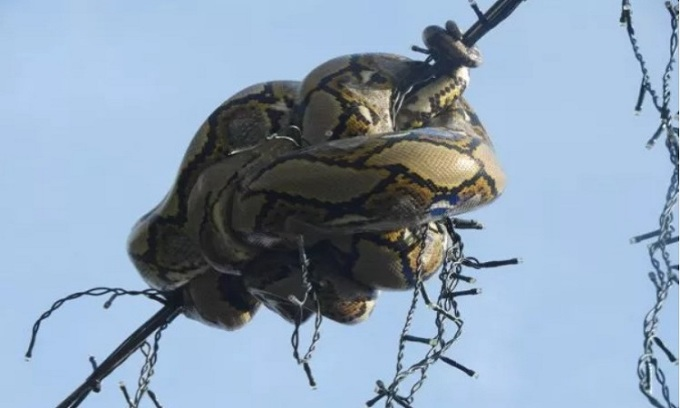 Trước đó, một con trăn gấm dài 3 mét bị mắc kẹt trên dây đèn ở độ cao 5 mét trên đường phố Singapore. Các thành viên của Hiệp hội nghiên cứu và giáo dục về động vật Singapore (ACRES) đã giải cứu con trăn. Con trăn có thể đã leo lên cao để tránh bị đe dọa bởi phương tiện hoặc quạ. Để an toàn, đội cứu hộ hạ cả chùm dây đèn và chuyển con trăn tới nơi an toàn. (Ảnh: ACRES)