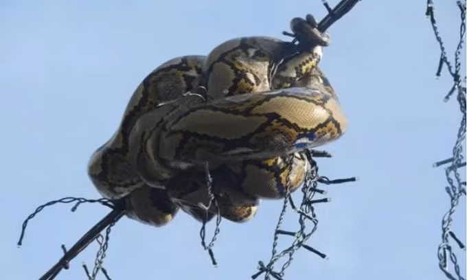 Trước đó, một con trăn gấm dài 3 mét bị mắc kẹt trên dây đèn ở độ cao 5 mét trên đường phố Singapore. Các thành viên của Hiệp hội nghiên cứu và giáo dục về động vật Singapore (ACRES) đã giải cứu con trăn. Con trăn có thể đã leo lên cao để tránh bị đe dọa bởi phương tiện hoặc quạ. Để an toàn, đội cứu hộ hạ cả chùm dây đèn và chuyển con trăn tới nơi an toàn. (Ảnh: ACRES)