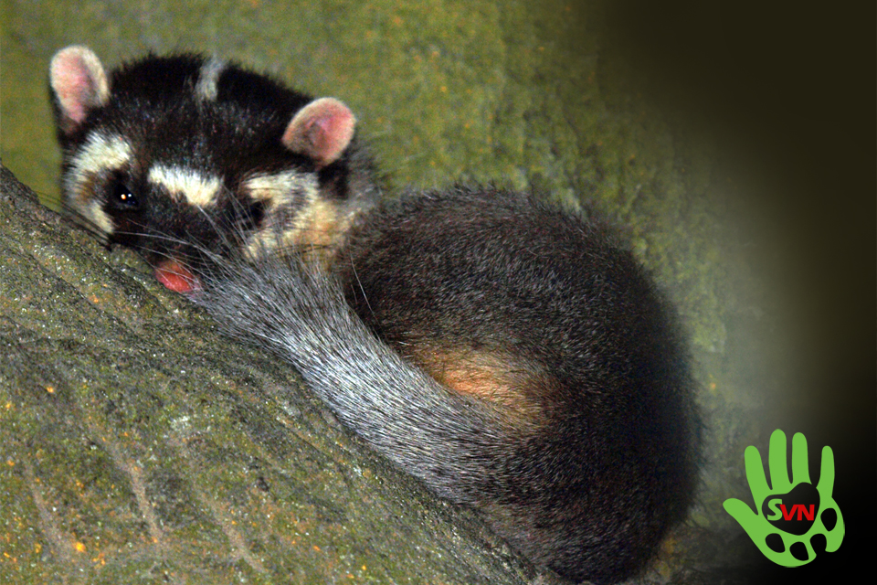 Bộ lông từ nâu vàng đến nâu sẫm, với một sọc trắng ở lưng. Khuôn mặt được đánh dấu bằng các mảng màu đen và trắng, những mảng này là độc nhất đối với mỗi cá thể. Phần sau của đuôi có màu trắng.(Ảnh: Phùng Mỹ Trung/vncreatures)