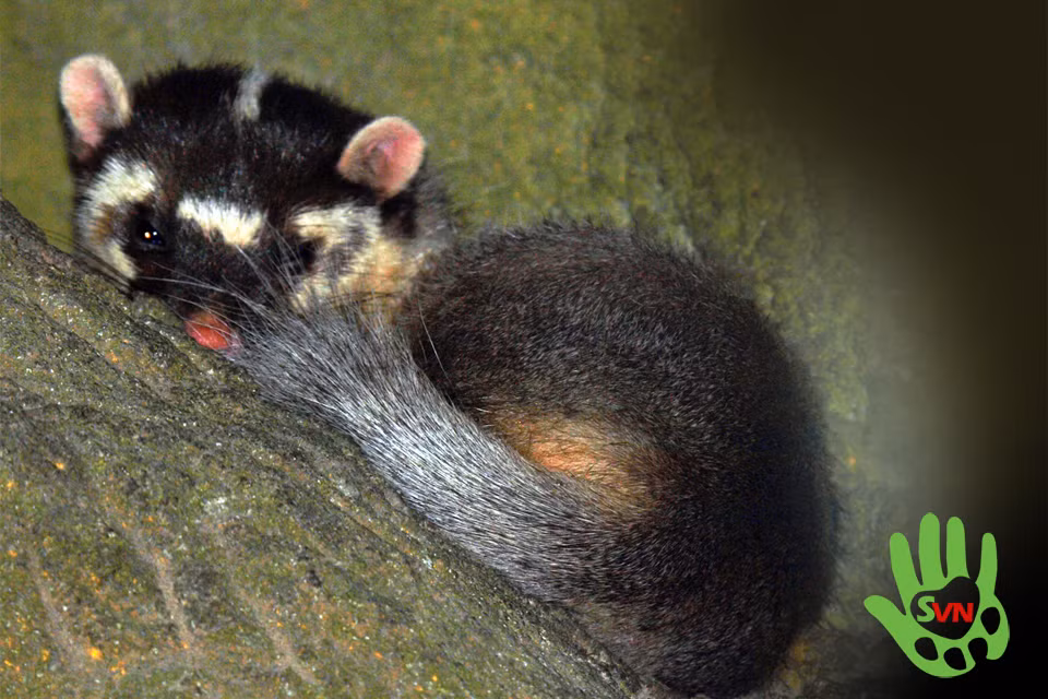 Bộ lông từ nâu vàng đến nâu sẫm, với một sọc trắng ở lưng. Khuôn mặt được đánh dấu bằng các mảng màu đen và trắng, những mảng này là độc nhất đối với mỗi cá thể. Phần sau của đuôi có màu trắng.(Ảnh: Phùng Mỹ Trung/vncreatures)