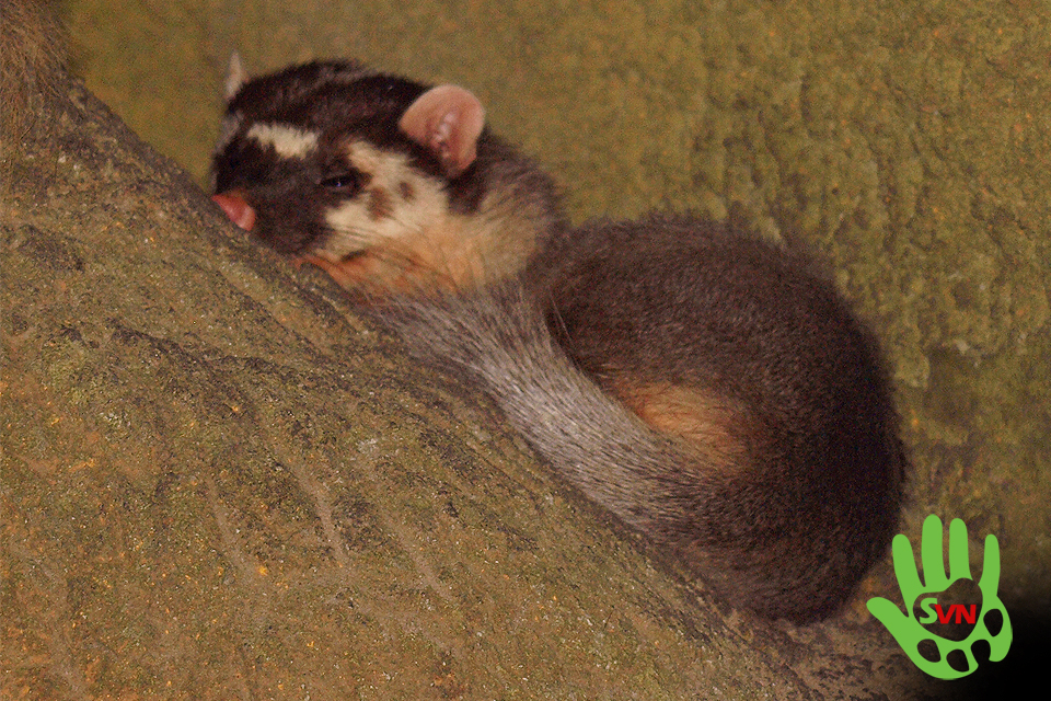 Chồn bạc má Nam có chiều dài đầu và thân từ 35–40 cm, chiều dài đuôi 15–21 cm và trọng lượng cơ thể từ 1,5–3 kg. (Ảnh: Phùng Mỹ Trung/vncreatures)