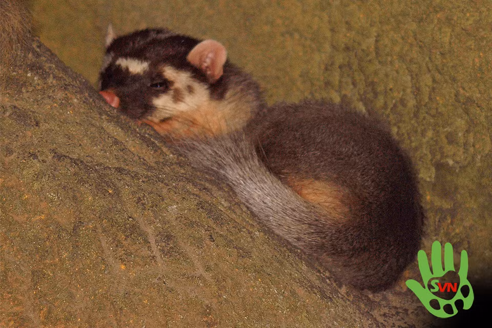 Chồn bạc má Nam có chiều dài đầu và thân từ 35–40 cm, chiều dài đuôi 15–21 cm và trọng lượng cơ thể từ 1,5–3 kg. (Ảnh: Phùng Mỹ Trung/vncreatures)