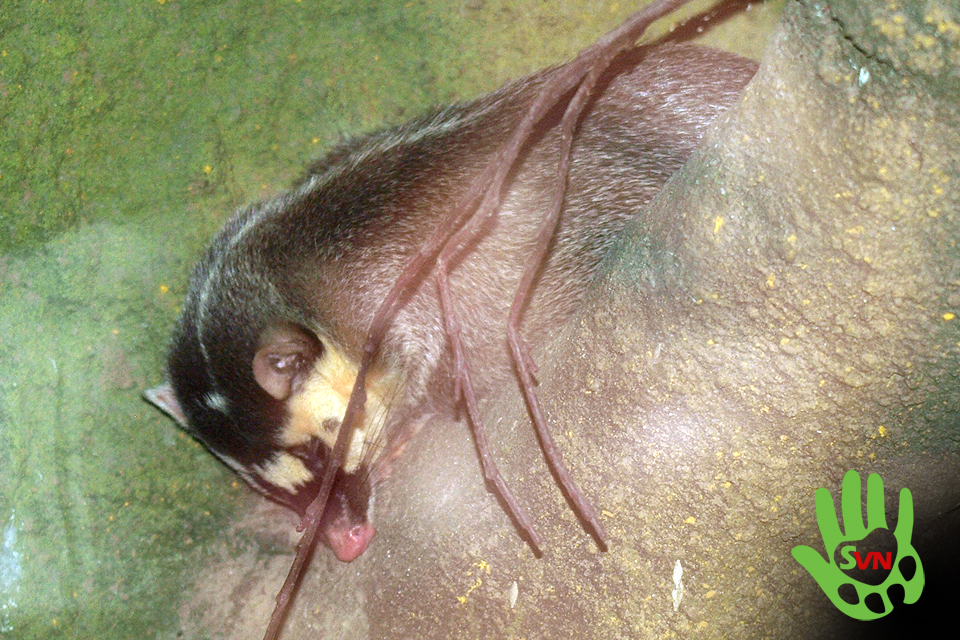 Chúng sống ở bìa rừng, trong các lùm cây quanh chùa miếu cũ, bản làng kể cả vùng đồng bằng đồi núi. Làm tổ và trú ẩn ở hang đất. Hoạt động kiếm ăn trên mặt đất.(Ảnh: Phùng Mỹ Trung/vncreatures)