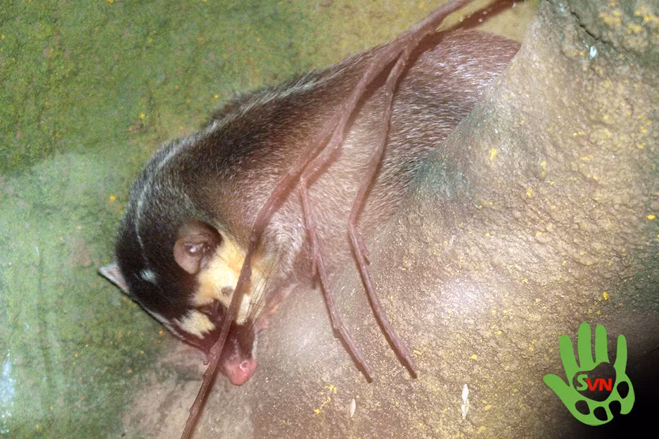 Chúng sống ở bìa rừng, trong các lùm cây quanh chùa miếu cũ, bản làng kể cả vùng đồng bằng đồi núi. Làm tổ và trú ẩn ở hang đất. Hoạt động kiếm ăn trên mặt đất.(Ảnh: Phùng Mỹ Trung/vncreatures)