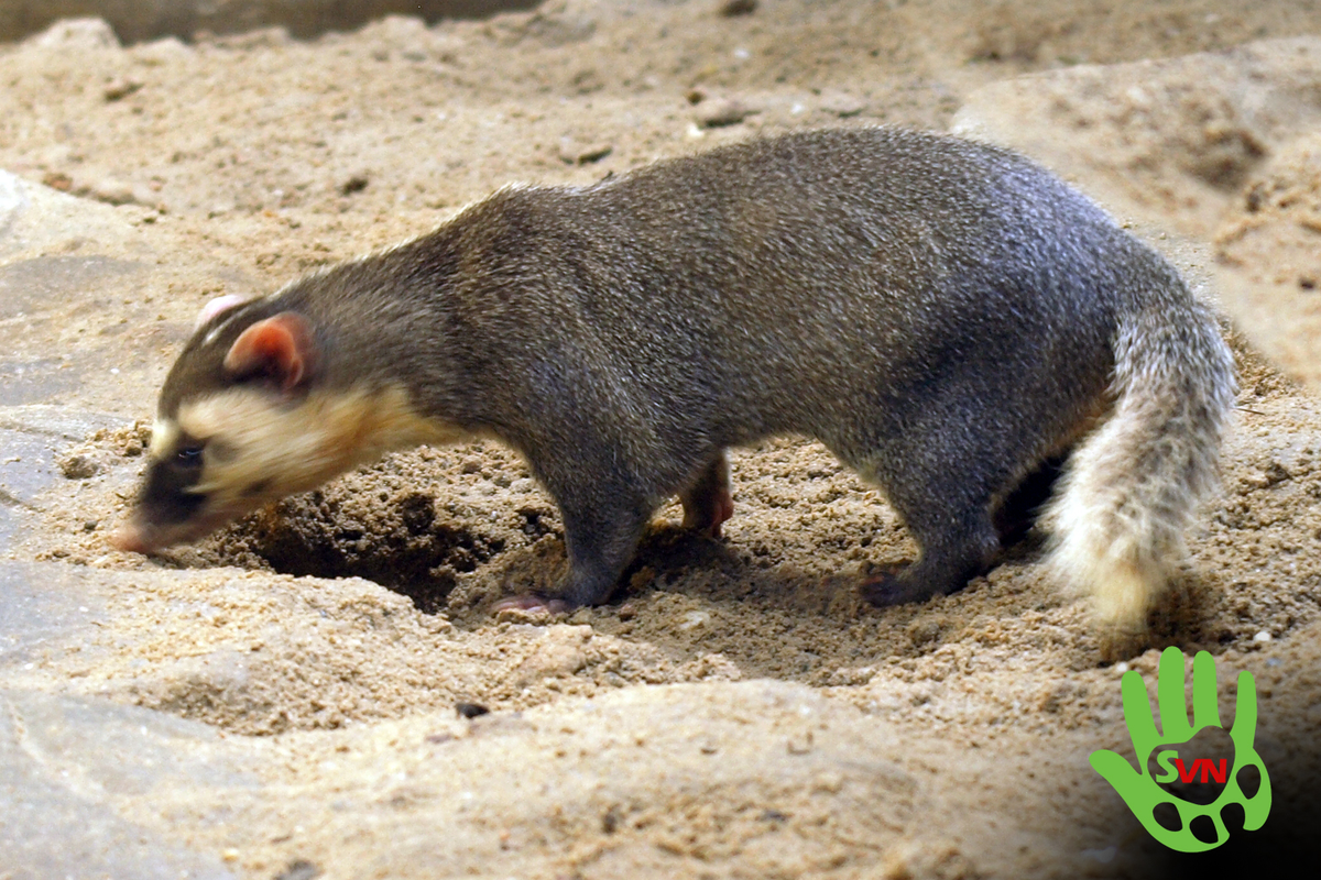 Thức ăn của chúng gồm: giun đất, dế, côn trùng, cua, ốc, nhái, rắn.(Ảnh: Phùng Mỹ Trung/vncreatures)