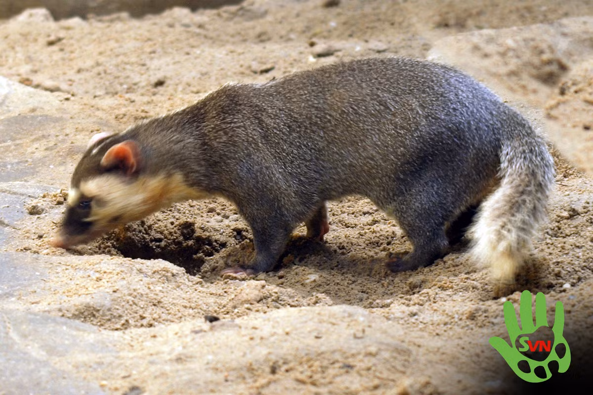 Thức ăn của chúng gồm: giun đất, dế, côn trùng, cua, ốc, nhái, rắn.(Ảnh: Phùng Mỹ Trung/vncreatures)