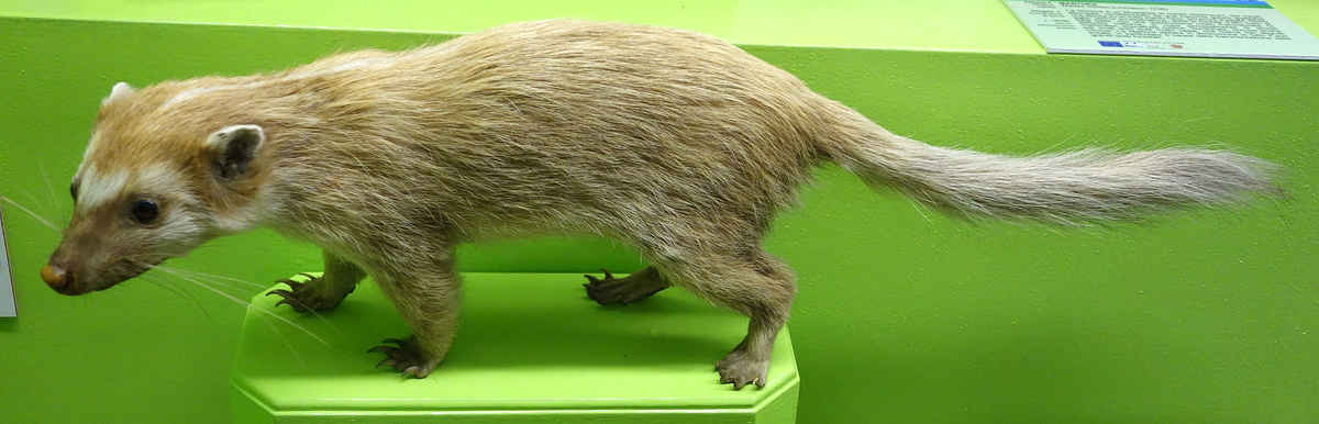 Chồn bạc má Nam (Melogale personata), còn được gọi là chồn bạc má Miến Điện hay chồn bạc má răng lớn, là một loài họ Chồn có nguồn gốc ở Đông Nam Á.(Ảnh: wikipedia)