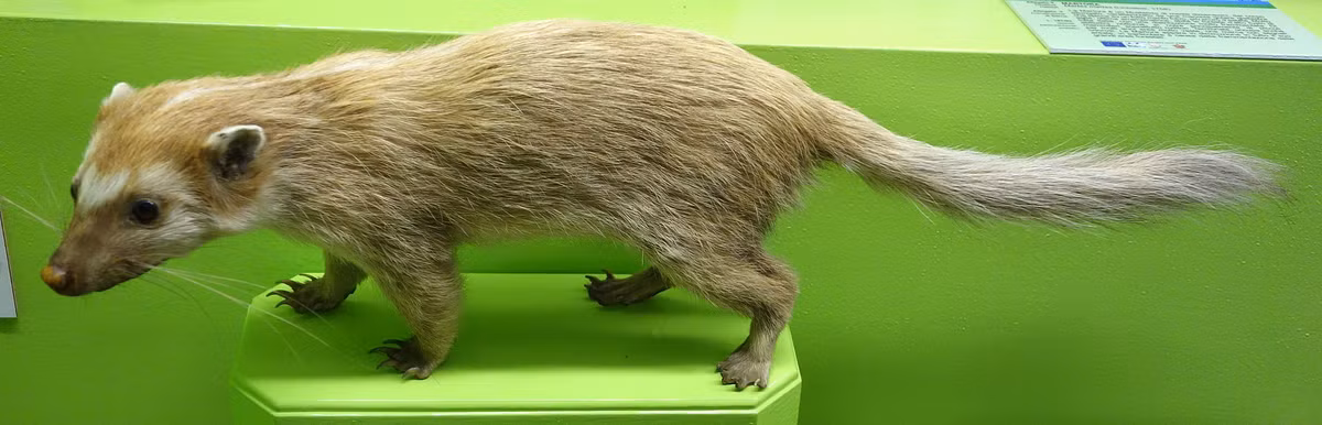 Chồn bạc má Nam (Melogale personata), còn được gọi là chồn bạc má Miến Điện hay chồn bạc má răng lớn, là một loài họ Chồn có nguồn gốc ở Đông Nam Á.(Ảnh: wikipedia)