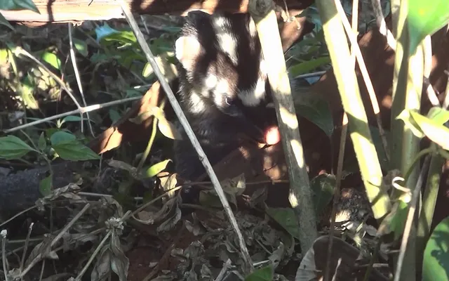 Đây là một loài thú hiếm ở nước ta, rất có giá trị về mặt khoa học và thẩm mỹ và giúp cân bằng sinh thái trong tự nhiên. (Ảnh: VTV)