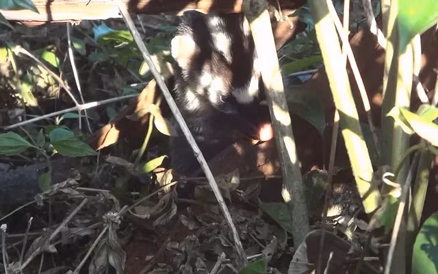 Đây là một loài thú hiếm ở nước ta, rất có giá trị về mặt khoa học và thẩm mỹ và giúp cân bằng sinh thái trong tự nhiên. (Ảnh: VTV)