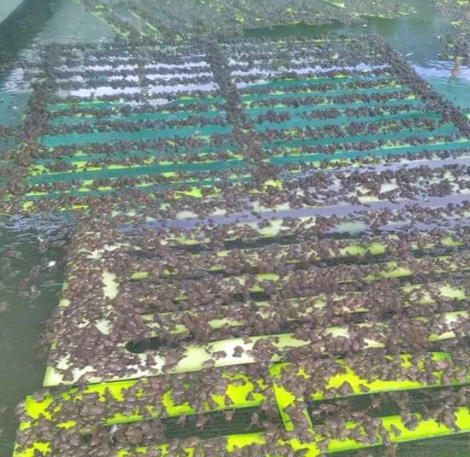 Nhờ tự chế máy cho cóc ăn tự động và thuần hóa cóc ăn thức ăn chăn nuôi, chi phí nuôi giảm đáng kể.(Ảnh: tepbac.com)