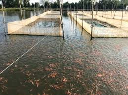 Với 3 cơ sở nuôi cóc, anh đạt tổng số hơn 500.000 con cóc, mỗi năm thu được hơn 3 triệu tấm da cóc và 2 tấn nọc cóc. Viên Chính Dương đã trở thành ông chủ lớn với thu nhập hàng chục tỷ đồng mỗi năm từ loài cóc.(Ảnh: Cổng thông tin nông nghiệp)