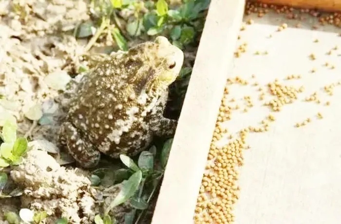 Anh phát hiện cóc lột da vào ban đêm và phải canh chờ để thu hoạch da. (Ảnh: baijiahao)