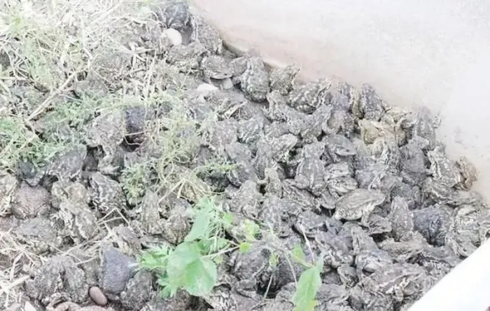 Viên Chính Dương, một nông dân tại tỉnh Giang Tô, Trung Quốc, đã kiếm được hơn 20 triệu NDT (68 tỉ đồng) mỗi năm nhờ nuôi cóc.(Ảnh: baijiahao)