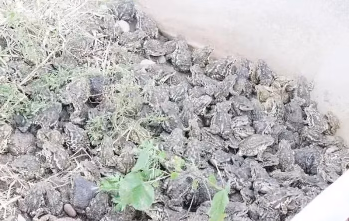 Viên Chính Dương, một nông dân tại tỉnh Giang Tô, Trung Quốc, đã kiếm được hơn 20 triệu NDT (68 tỉ đồng) mỗi năm nhờ nuôi cóc.(Ảnh: baijiahao)