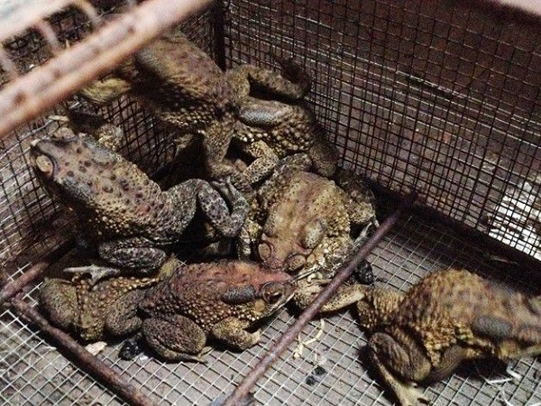 Khi chuyển cóc xuống nước để lột da, anh đã giải quyết được khó khăn và tăng hiệu quả công việc. (Ảnh: Cổng nông dân)