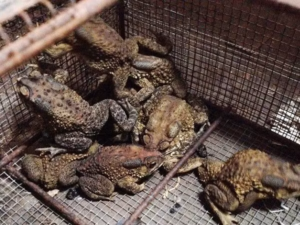 Khi chuyển cóc xuống nước để lột da, anh đã giải quyết được khó khăn và tăng hiệu quả công việc. (Ảnh: Cổng nông dân)