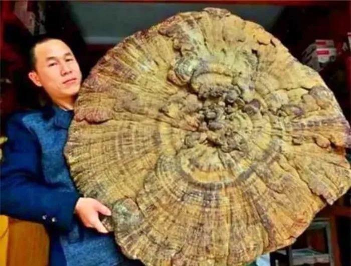 Nấm này chứa nhiều dưỡng chất như Polysaccharides, protein, axit amin, giúp điều tiết estrogen, tăng cường miễn dịch, và hỗ trợ phòng chống ung thư.(Ảnh: DNVN)