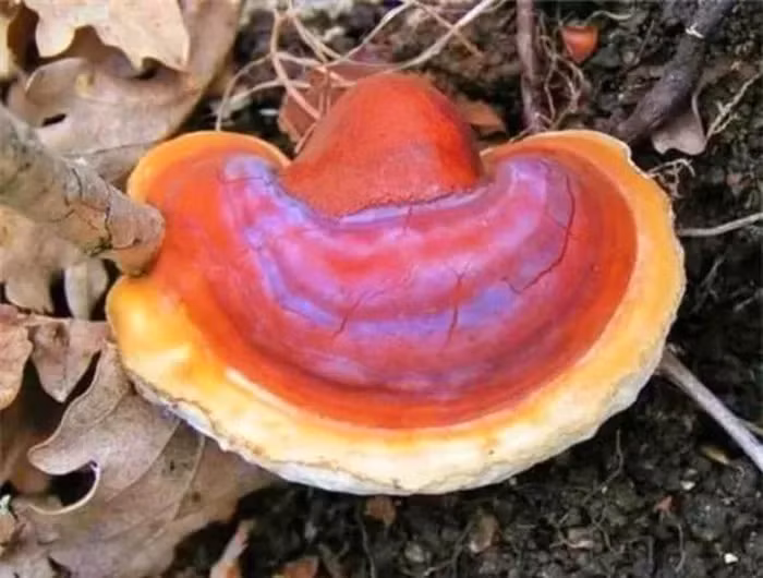 Một cây linh chi nghìn năm đang được trưng bày tại viện bảo tàng ở Vũ Hán, chứng minh giá trị lịch sử và dinh dưỡng của nó.(Ảnh: DNVN)