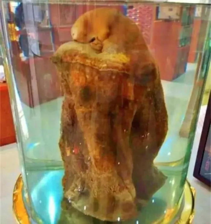 Từ xưa, loại nấm này đã được dùng làm cống phẩm cho vua chúa để bồi bổ sức khỏe và kéo dài tuổi thọ.(Ảnh: DNVN)