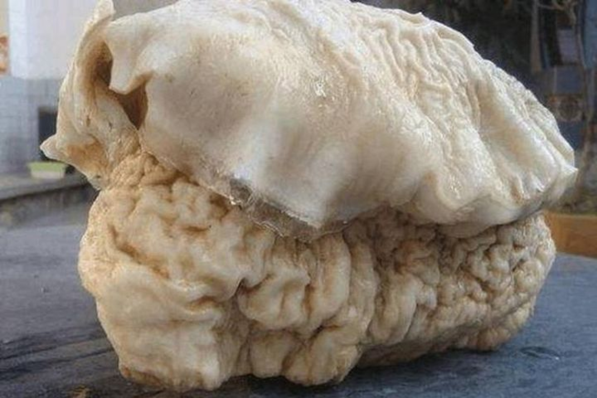 Với công dụng quý giá và sự khan hiếm, linh chi Thái Tuế được xem là báu vật tự nhiên, được giới thượng lưu săn lùng.(Ảnh: Dân Việt)