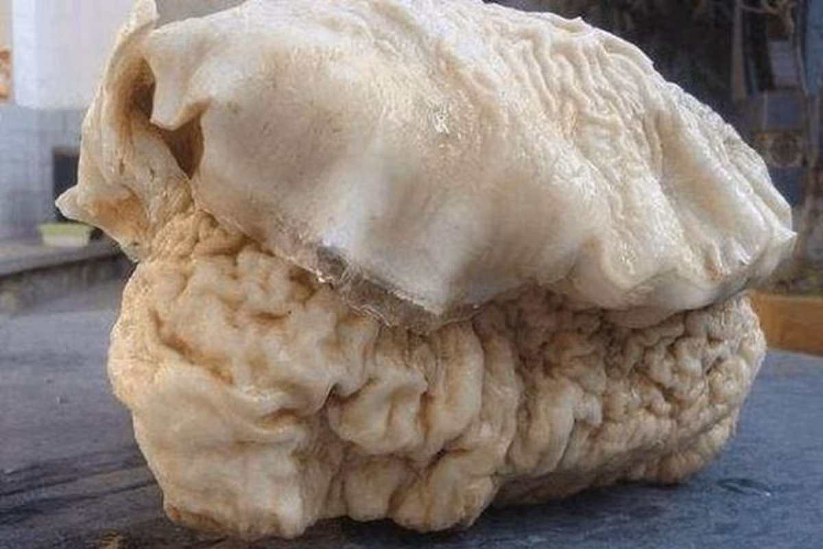 Với công dụng quý giá và sự khan hiếm, linh chi Thái Tuế được xem là báu vật tự nhiên, được giới thượng lưu săn lùng.(Ảnh: Dân Việt)