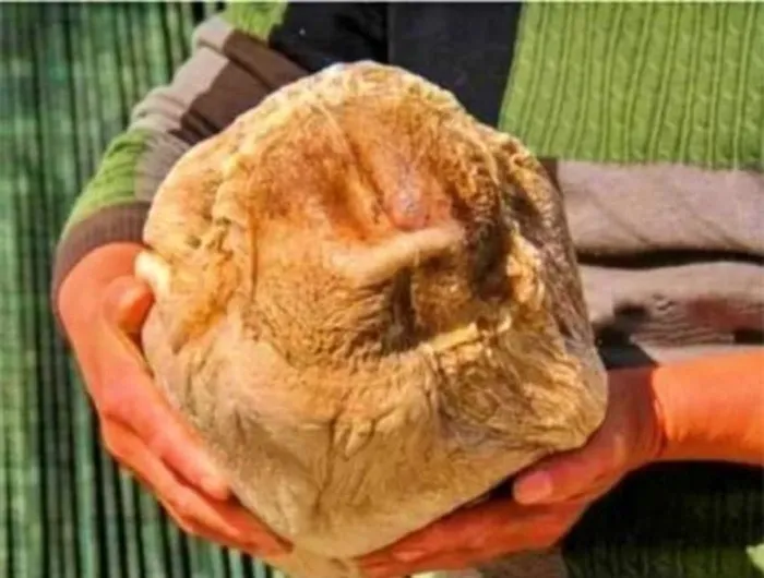 Sự quý hiếm của linh chi Thái Tuế do khó tìm thấy trong tự nhiên, dễ bị nhầm lẫn với gốc cây, và giá trị tăng theo tuổi thọ.(Ảnh: DNVN)