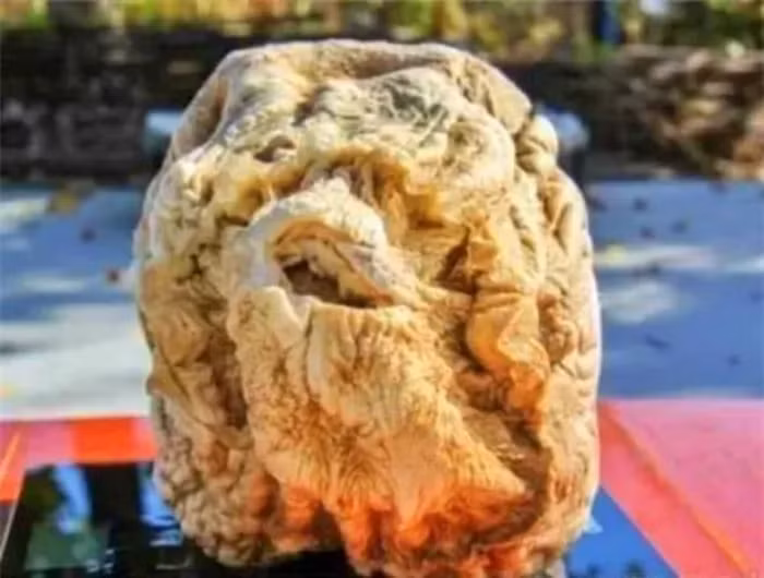 Linh chi Thái Tuế là loại nấm quý hiếm, được mệnh danh là "vua miễn dịch", với giá trị lên đến hàng nghìn tỷ đồng, vượt xa giá trị vàng. (Ảnh: DNVN)