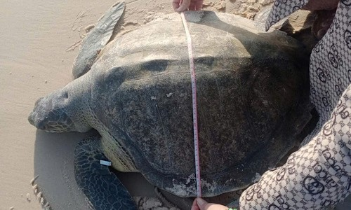 Trước đó, ba ngư dân gồm Võ Văn Liễn, Trần Như Dũng và Nguyễn Xuân Lâm phát hiện cá thể đồi mồi dứa mắc vào lưới khi đánh cá. Ông Liễn đưa cá thể này về nhà chăm sóc và báo với Đội tình nguyện viên bảo tồn rùa biển. (Ảnh: Báo pháp luật)